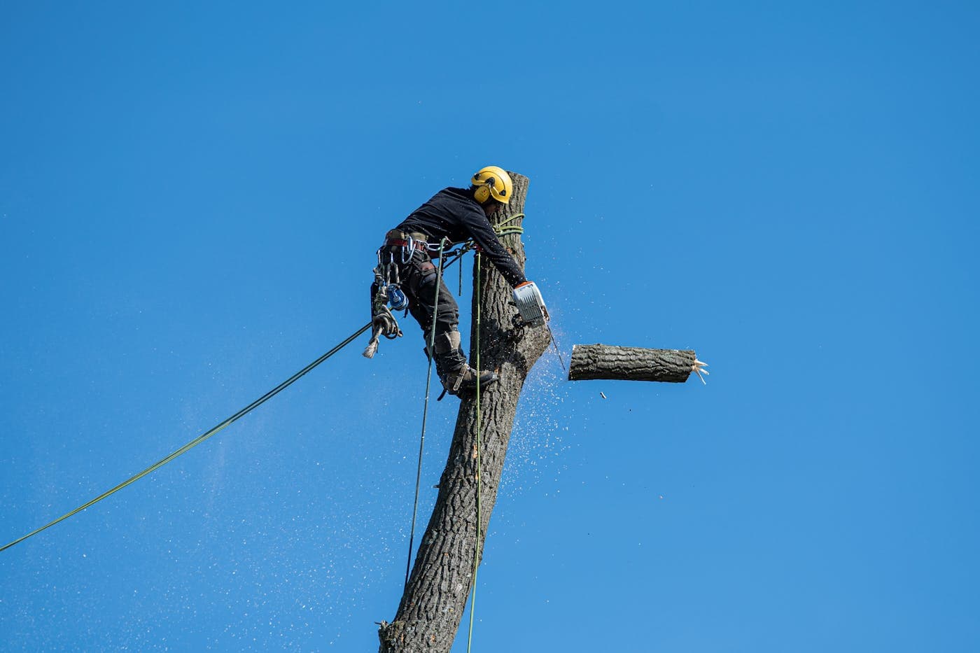 Tree service marketing results in Indiana