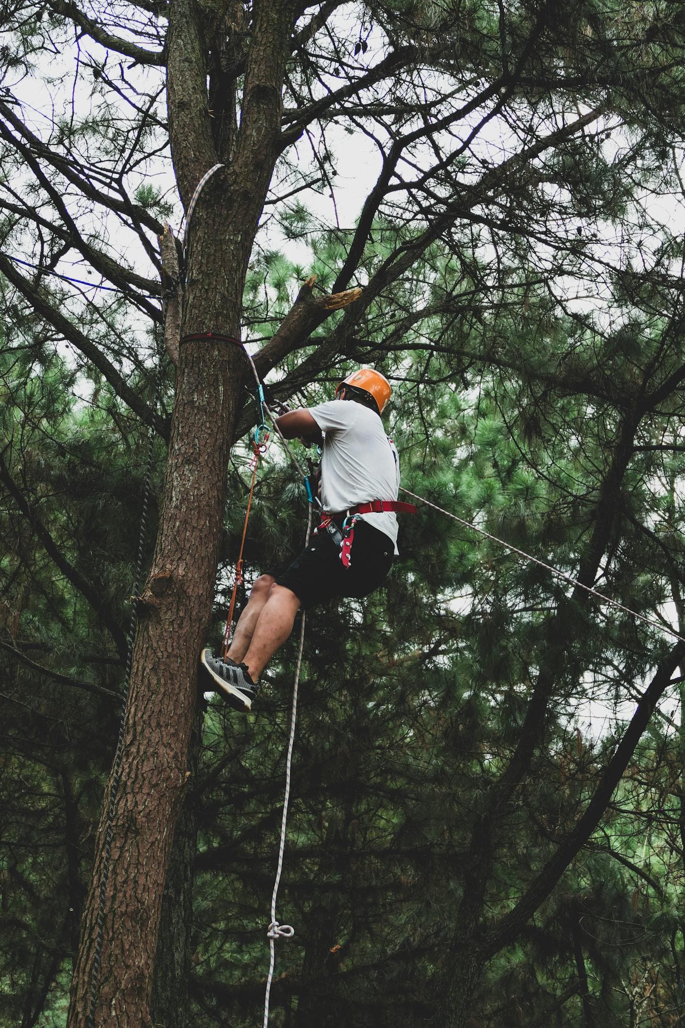 Tree service marketing results in Utah