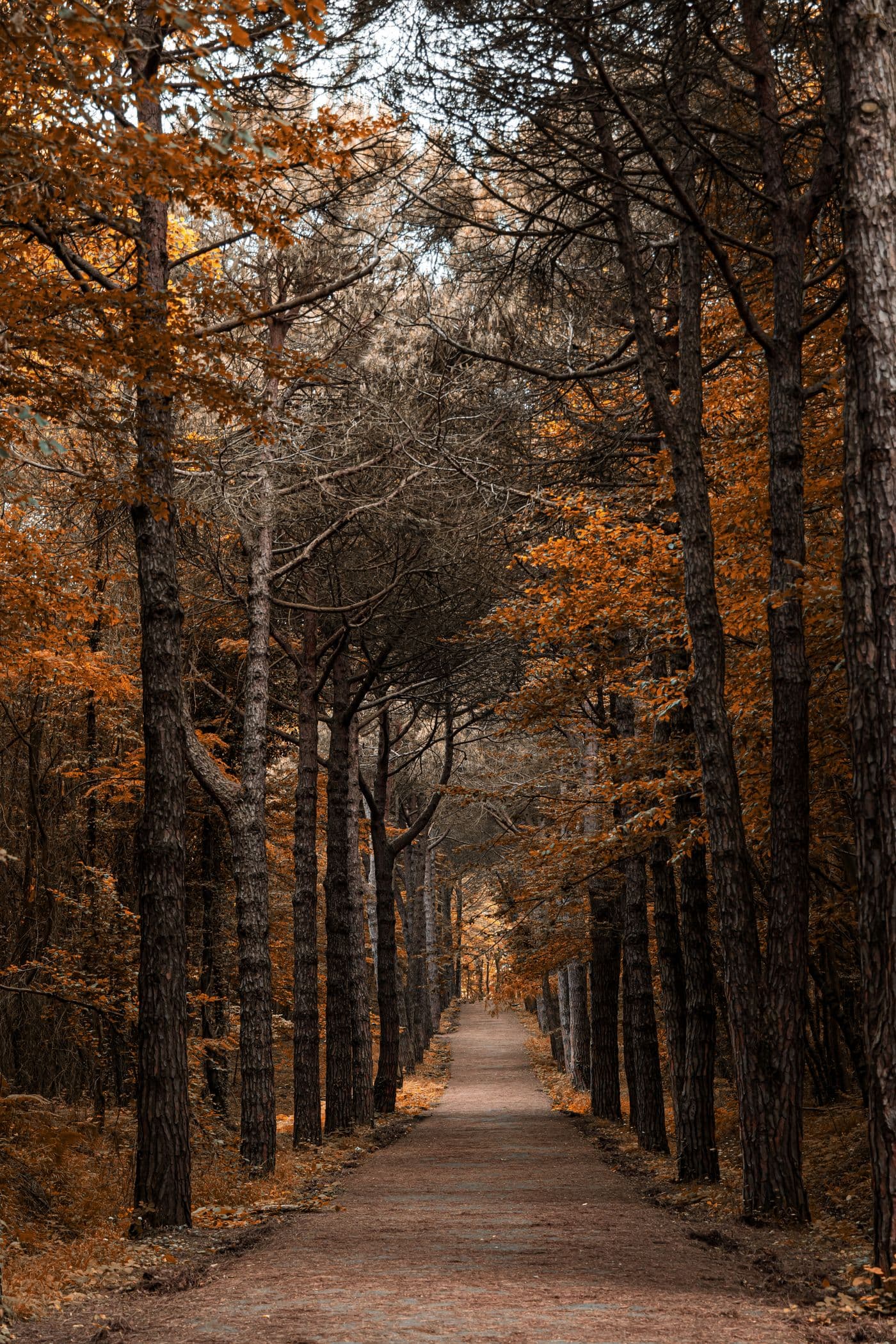 Tree service work in Washington