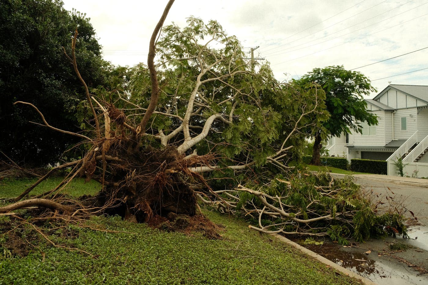 Tree service work in Florida